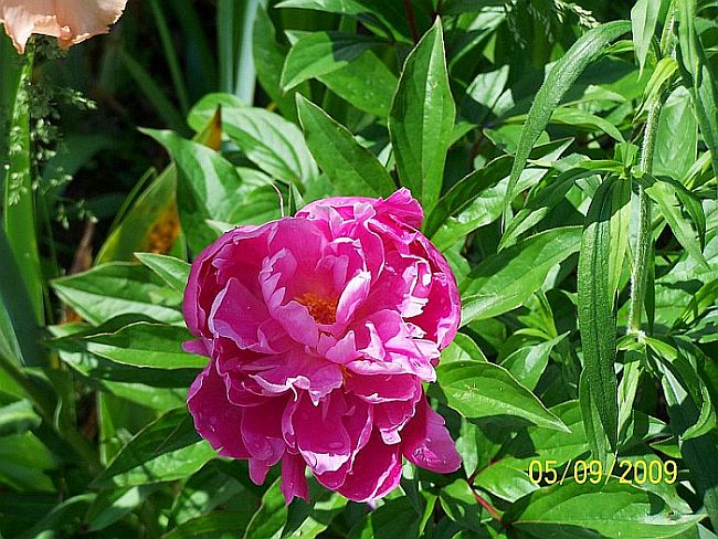 PEONY PK 2