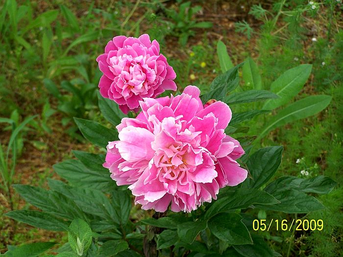 Peony pk 3