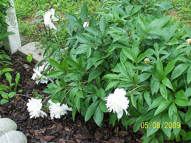 Peony wht 1