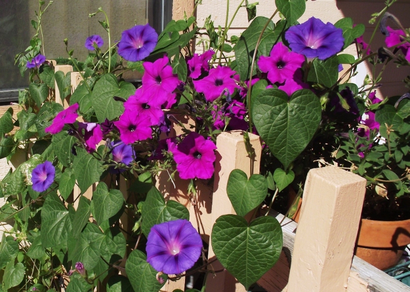 Petunias & Morning glories 2010