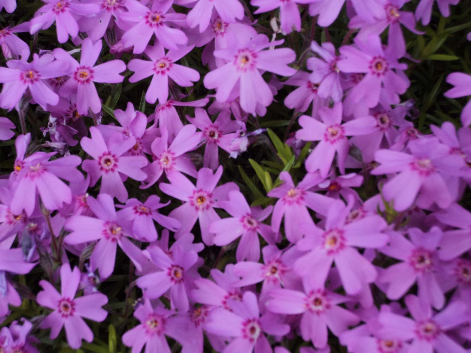 phlox