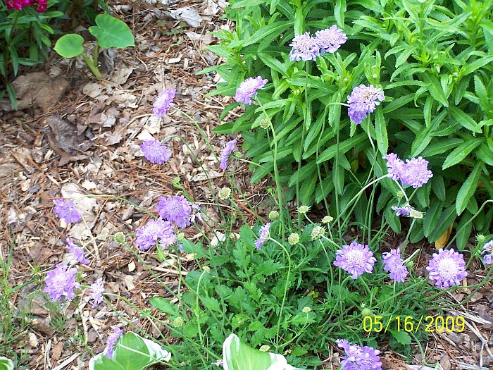 Pinchusion flower 2