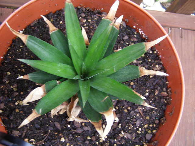 pineapple