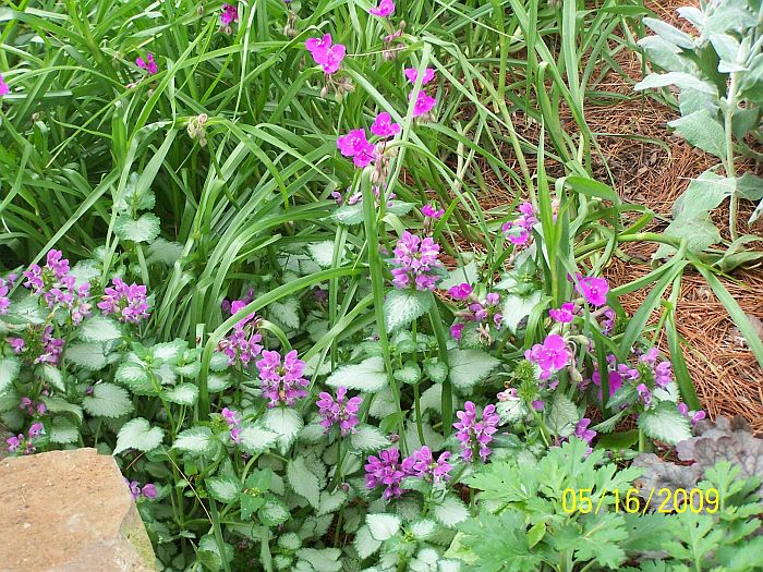 Pink flowers at pond 2