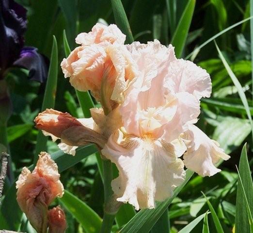 Pink Iris