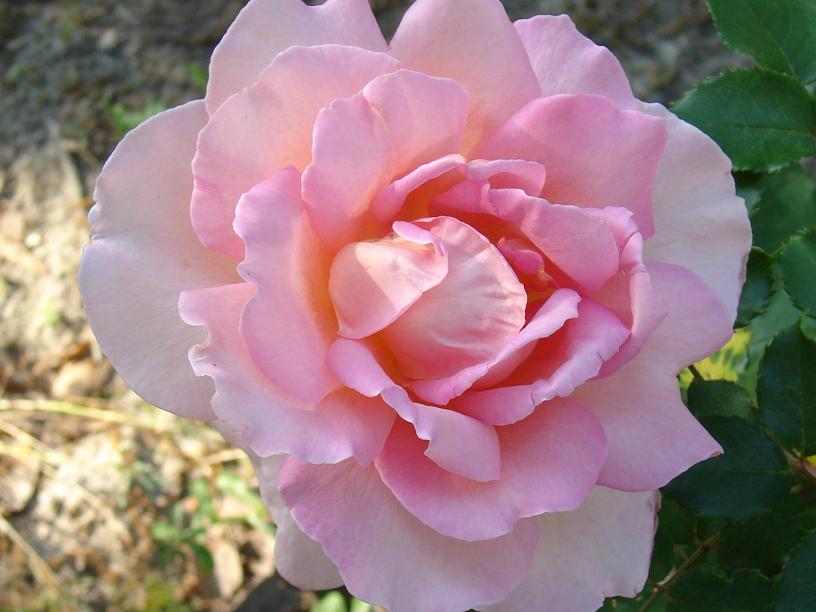 Pink Rose