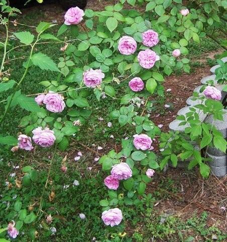pink roses