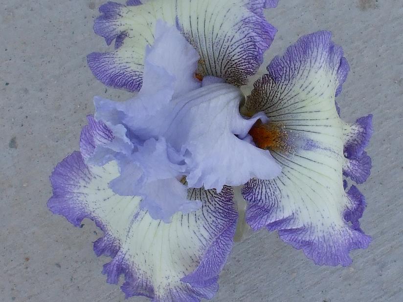 plicata