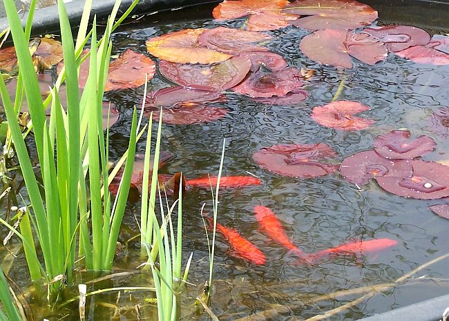 Pond 1