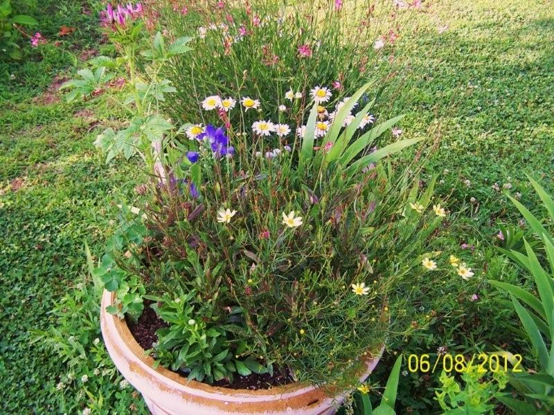 Pot of perennials 2