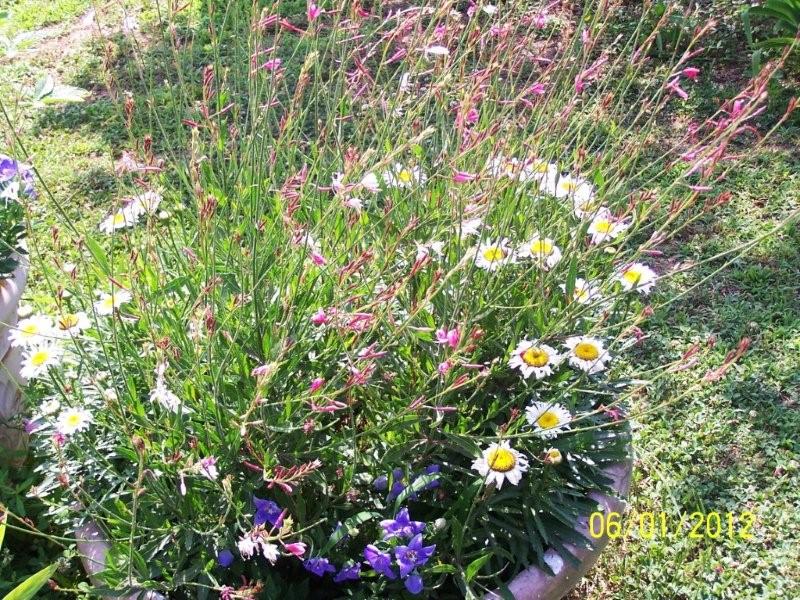 Pot of perennials