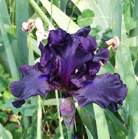 PPL Iris