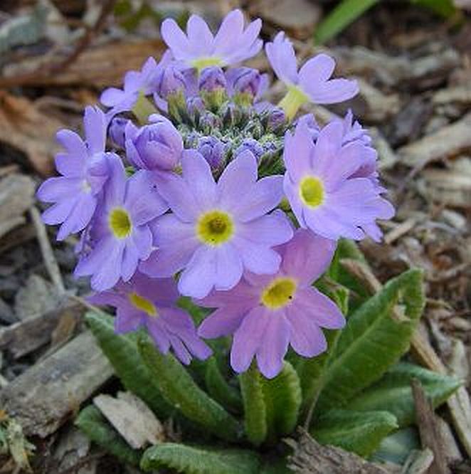 Primula denticulata