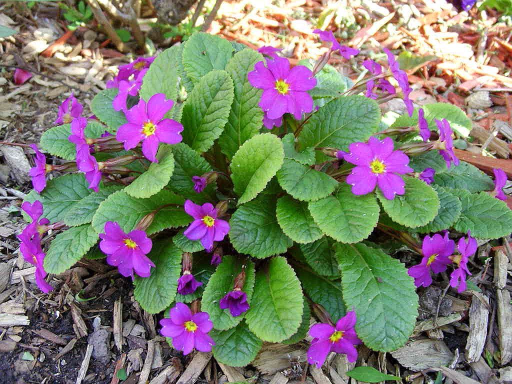 Primula juliae