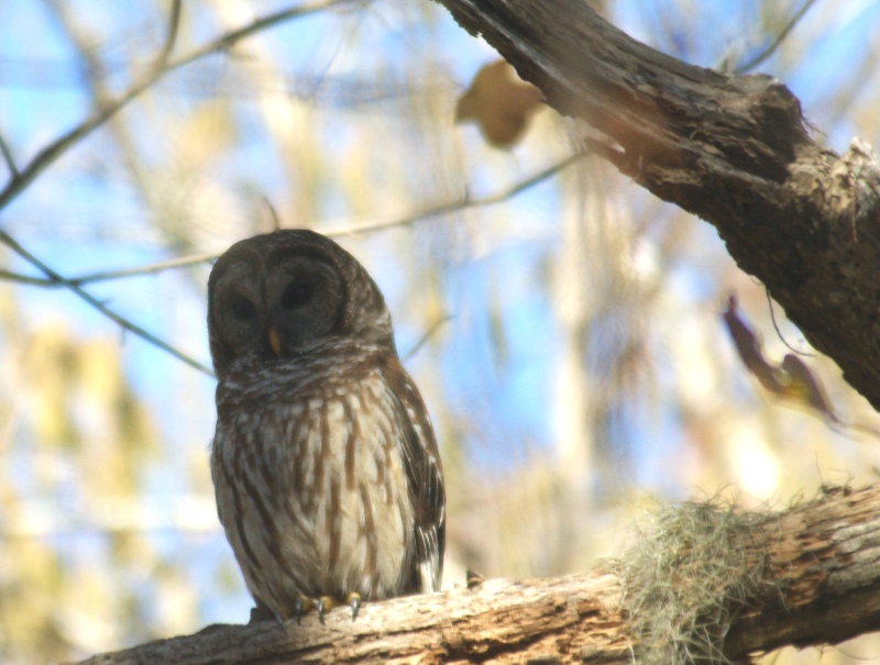 print_owl