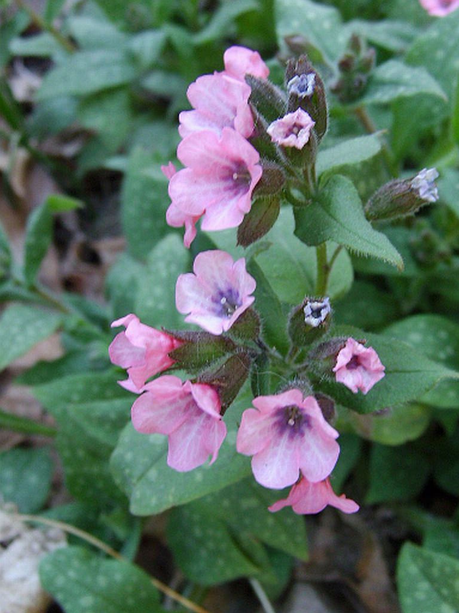 Pulmonaria