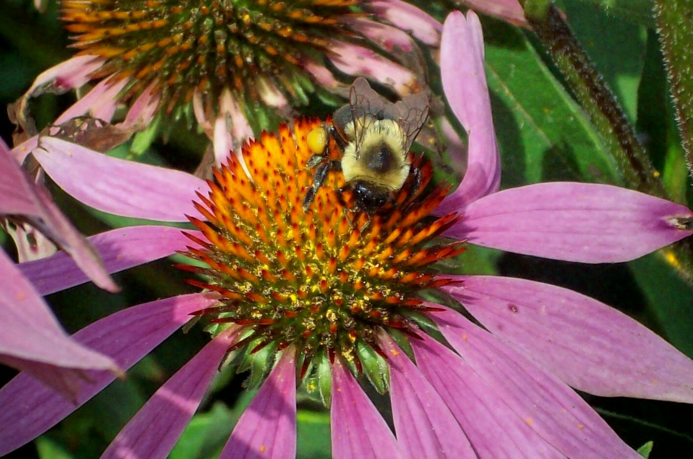 Purple Cone Flower