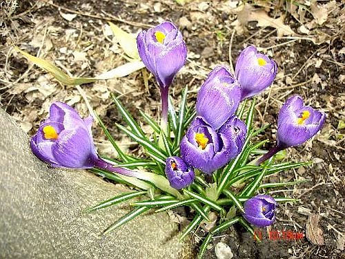 Purple Crocus
