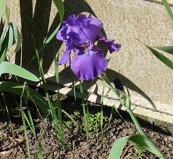 Purple iris