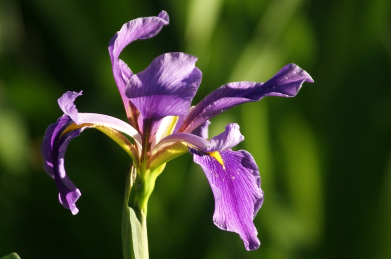 Purple Iris