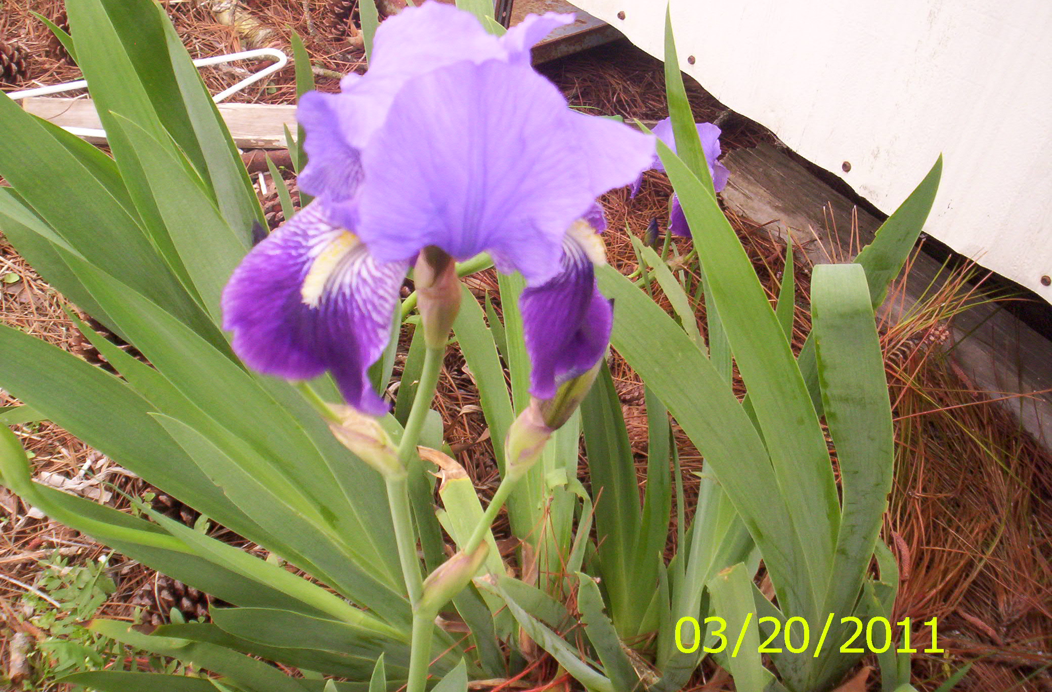 Purple Iris