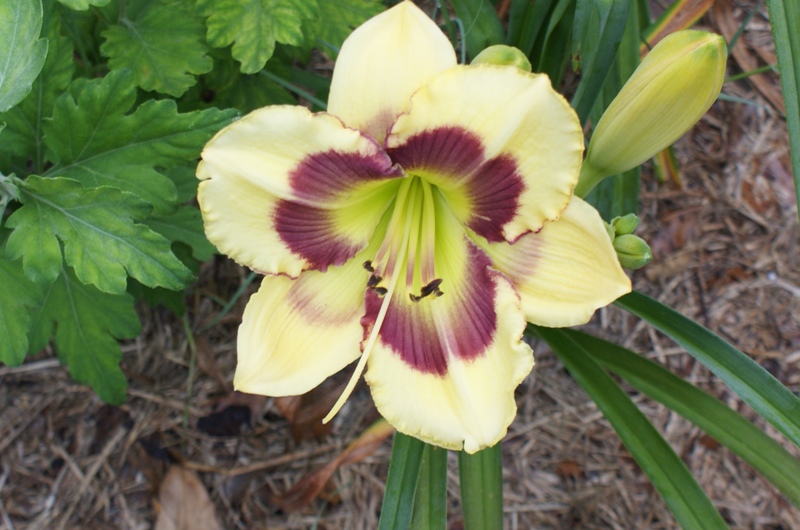Purple_Center_Daylily