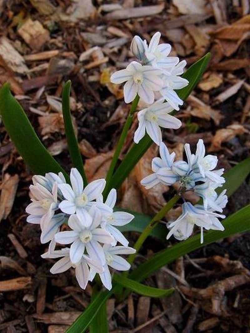 Puschkinia scilloides