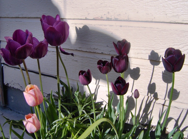 Queen of the Night Tulips