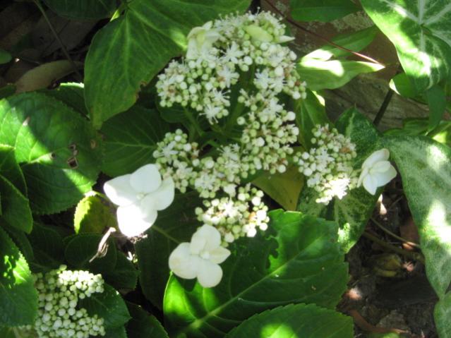 Queens Lace Hydrangea