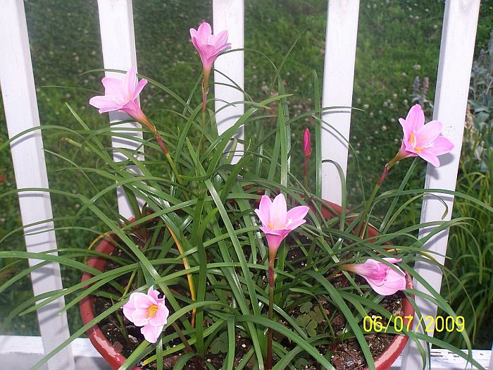 Rain Lilies 1