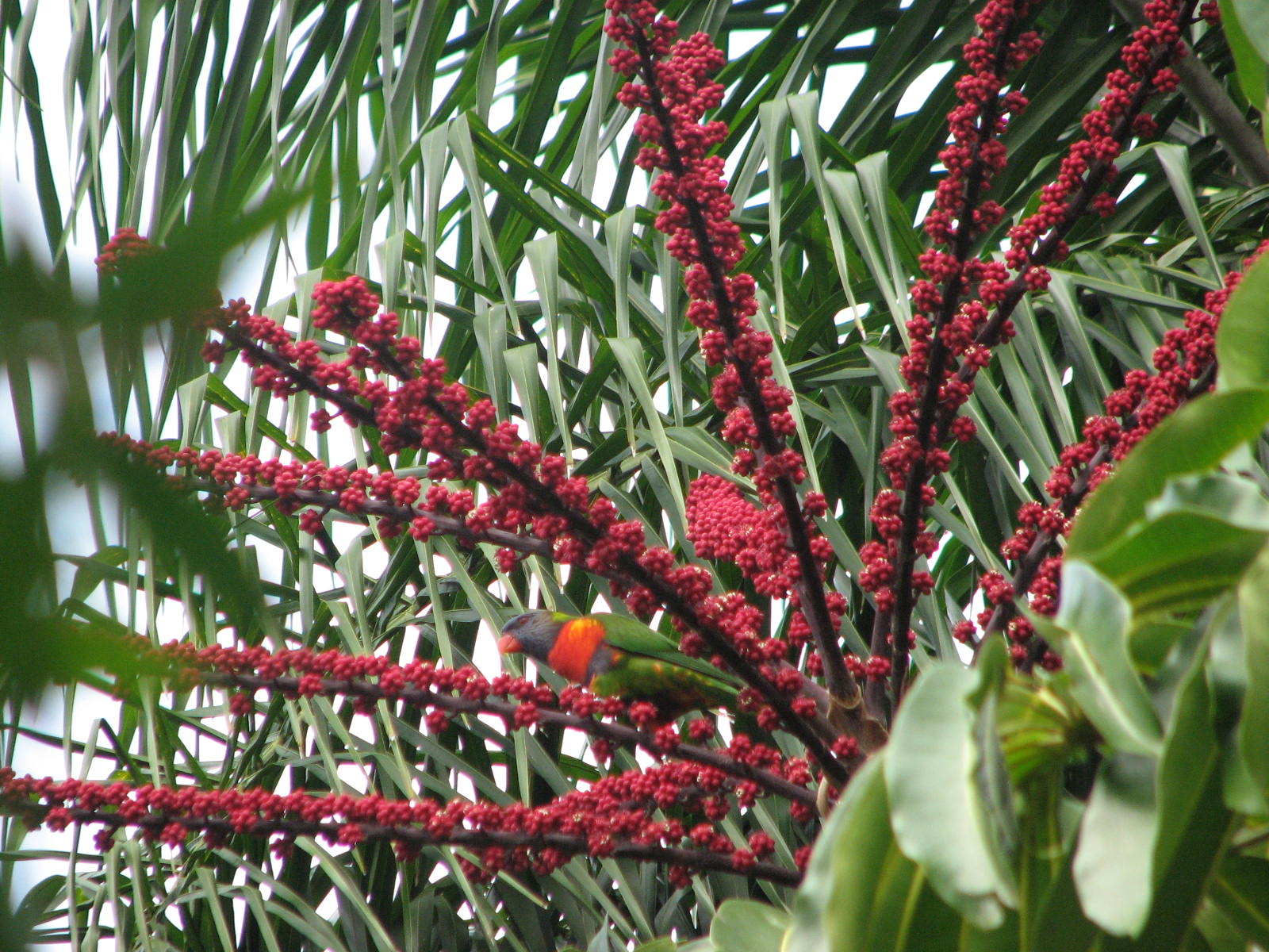 Rainbow Lorikeet feeding