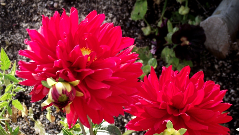 Red dahlia 2010