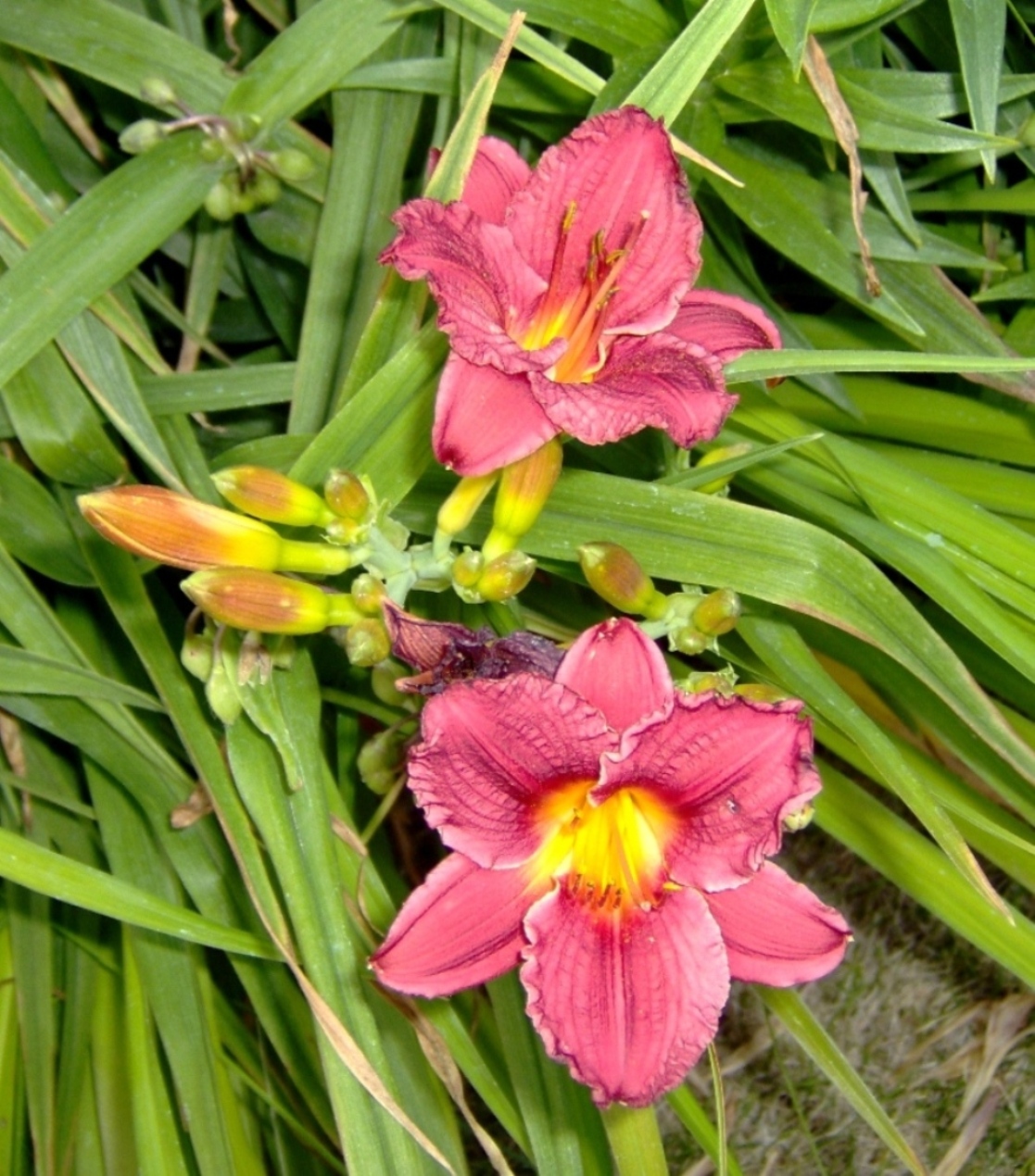Red dwarf daylily