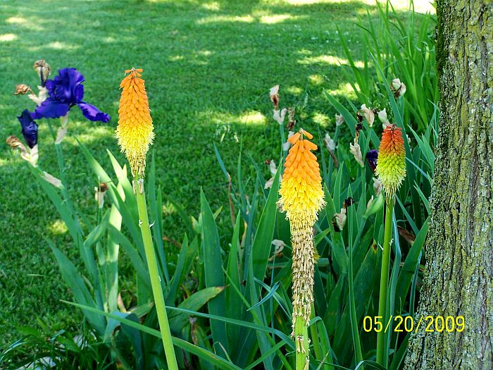 Red Hot Poker 1