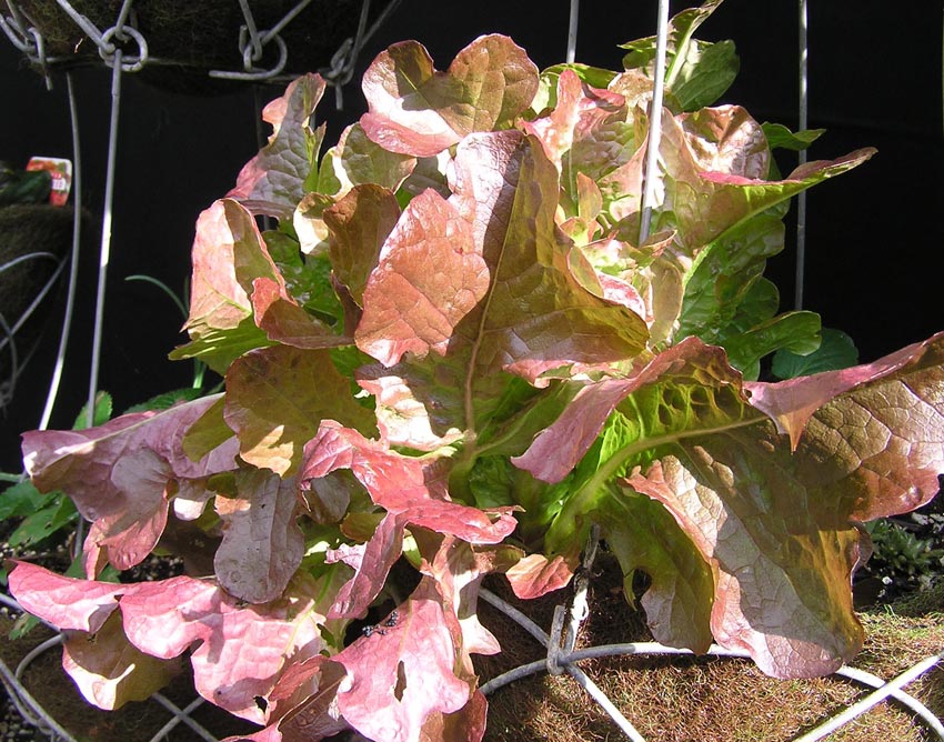 Red lettuce
