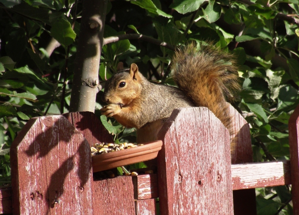 Red Squirrel - Fuzzy