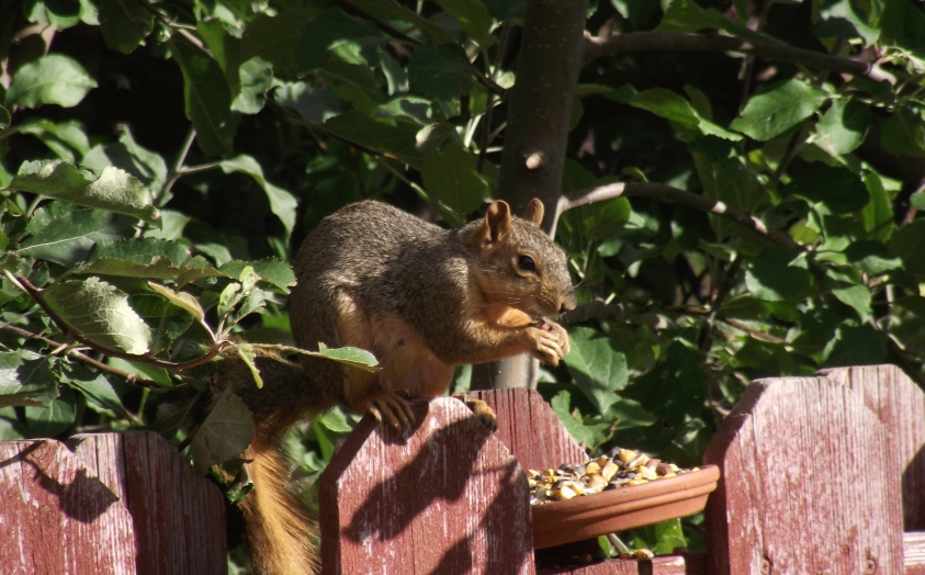 Red Squirrel