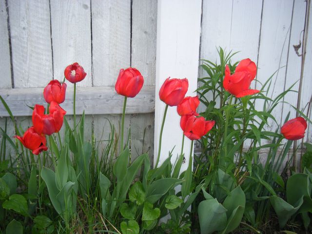 red tulips