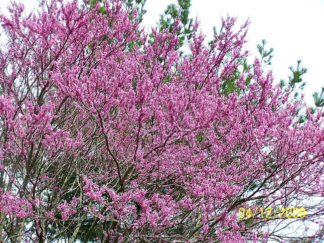 Redbud Tree 2