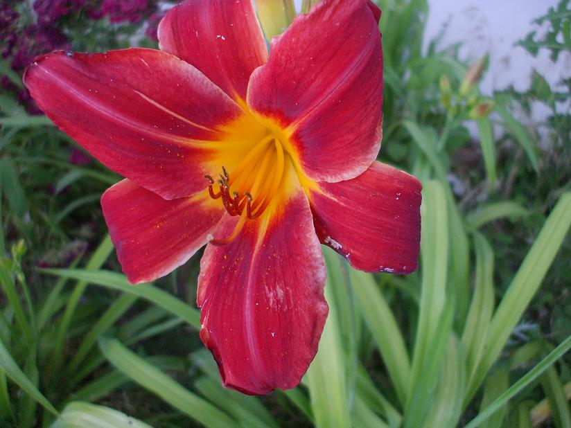 reddish