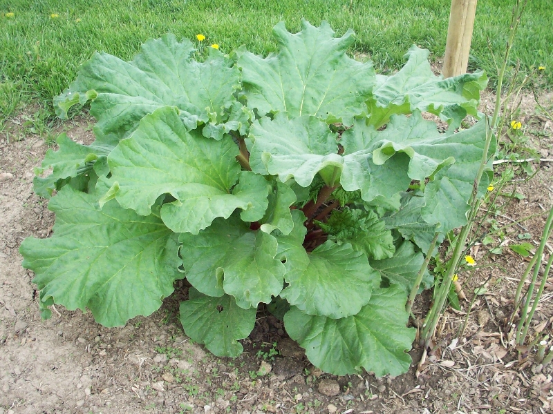 Rhubarb