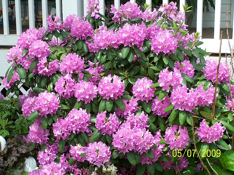Rodie Bush 4