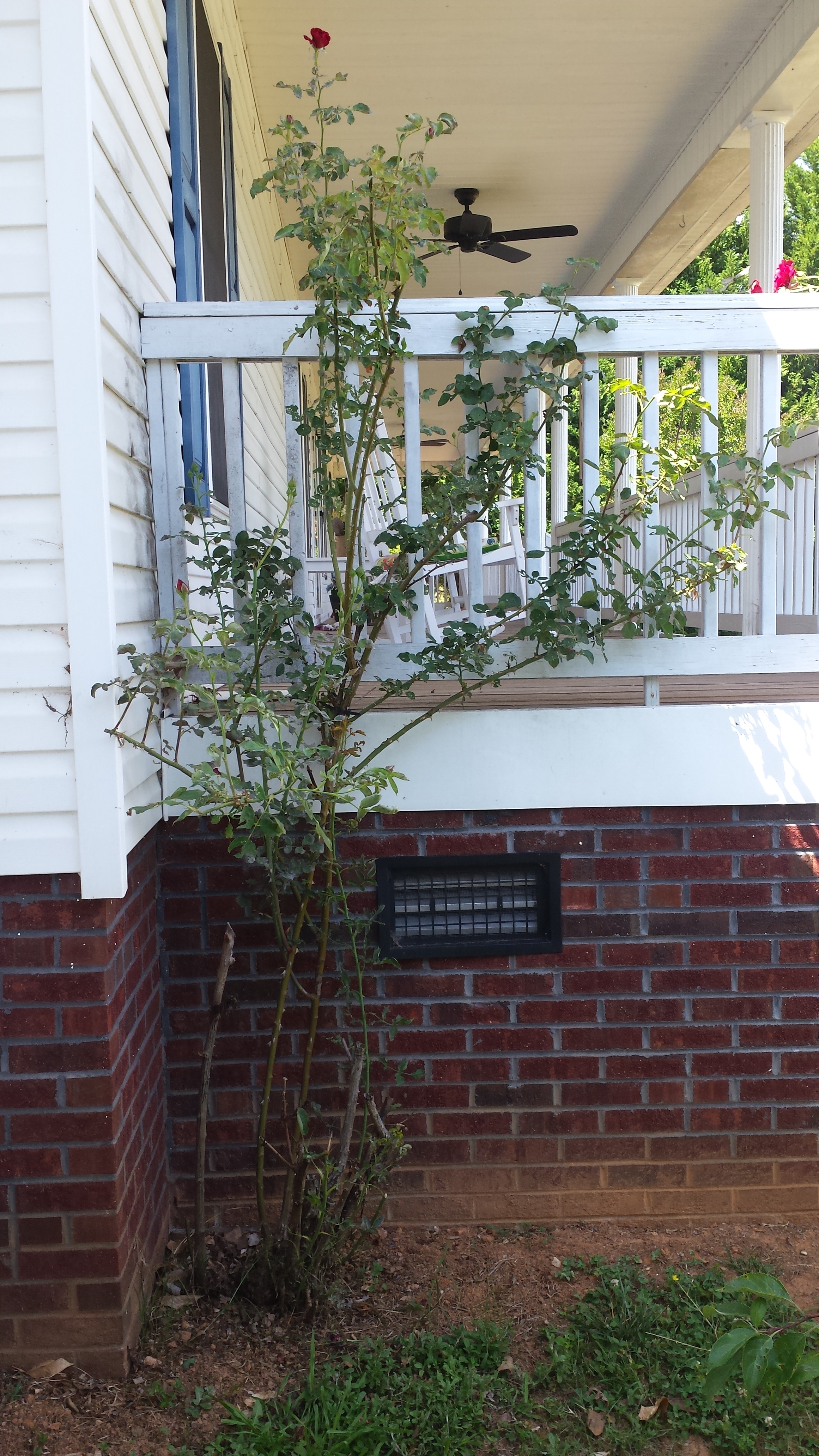 Rose bush that needs help