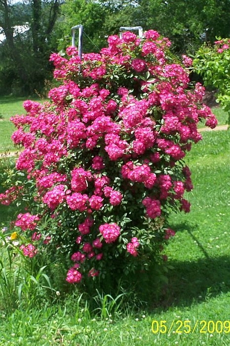 Rose bush
