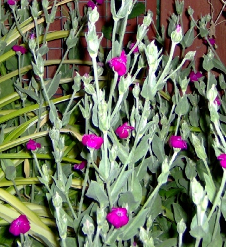 Rose campion or Dusty Miller