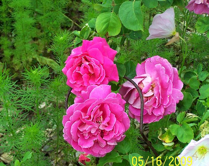 Rose deep pink 1
