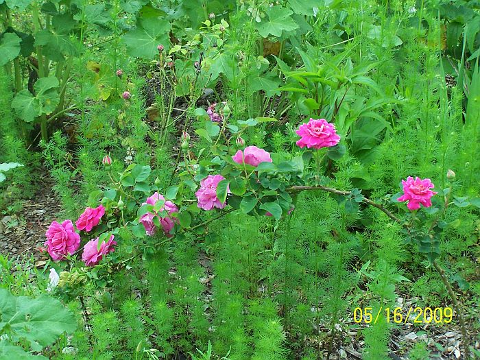 Rose deep pink 2