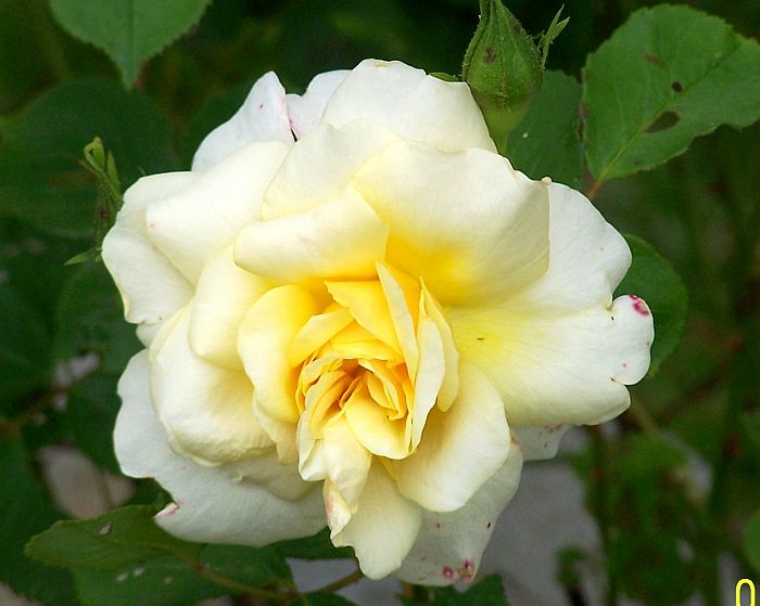 Rose yll 2