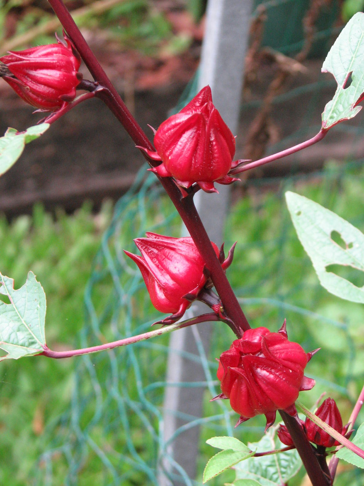Rosella Fruit