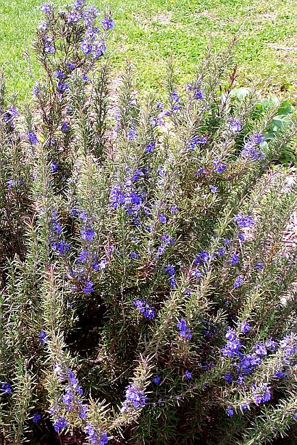 Rosemary 2